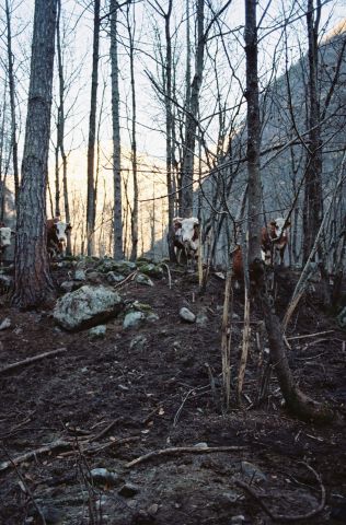 Sonogno II.jpg